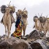 Une femmes avec des chameaux collectant de l'eau au Kenya. Photo FAO/Giulio Napolitano