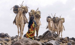 A Kenyan camel herder collecting water.