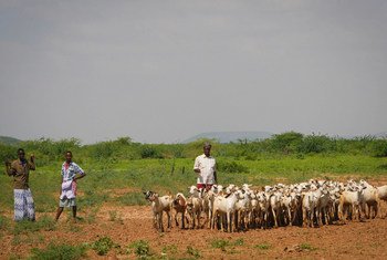 Livestock herders on the outskirts of a small market in Belet Weyne, Somalia.