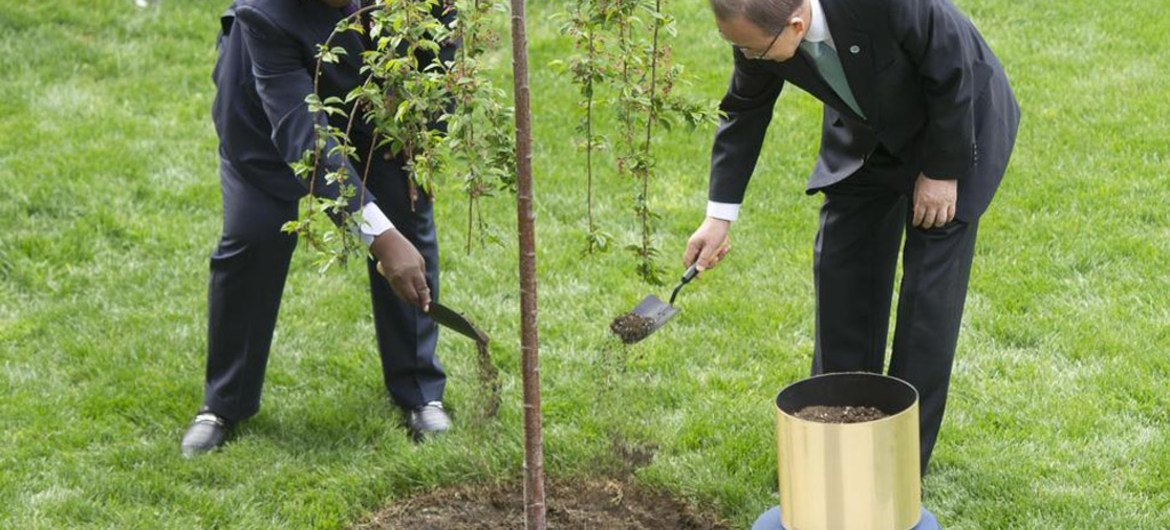 El Secretario General de la ONU, Ban Ki-moon (der.), y el Presidente de la Asamblea General, Sam Kutesa, plantan un árbol para recordar a las innumerables víctimas que perdieron la vida en la II Guerra Mundial. Foto: ONU/Mark Garten