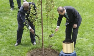 Le Secrétaire général Ban Ki-moon (à droite) et le Président de l'Assemblée générale Sam Kutesa plantent un arbre pour se souvenir de tous les victimes de la Seconde guerre mondiale. Photo ONU/Mark Garten