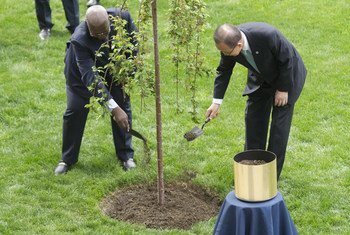 Secretary-General Ban Ki-moon (right) and General Assembly President Sam Kutesa plant a tree to remember the countless victims who lost their lives in the Second World War.
