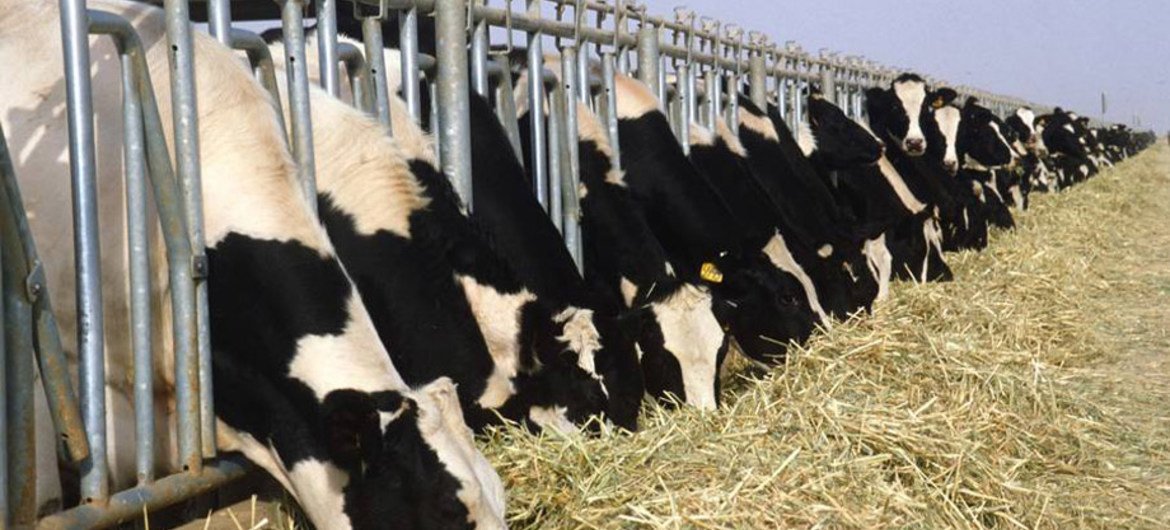 Milk cows in Saudi Arabia. Dairy prices fell in April 2015.