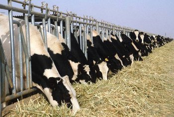 В 2011 году ФАО объявила  об искоренении чумы крупного рогатого скота