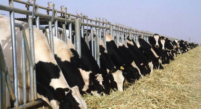 Le virus H5N1 étant transporté en particulier par des oiseaux migratoires, le risque existe certainement que les vaches d’autres pays que les Etats-Unis soient infectées.