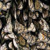 Мексиканские бабочки Фото Всемирного банка/Курт Карнемарк