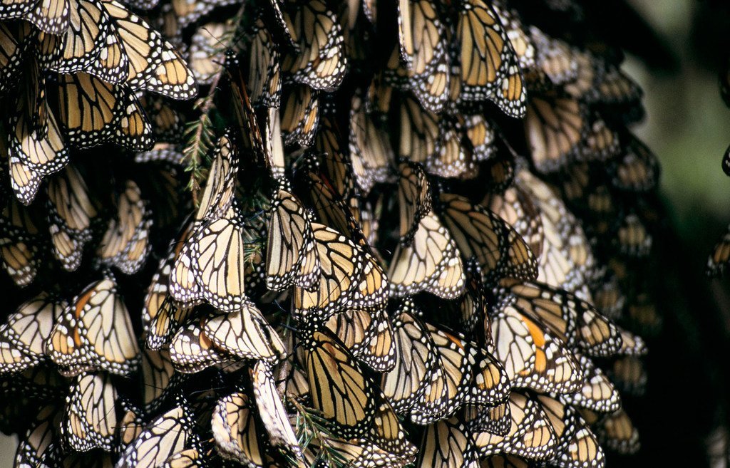 Chaque automne, des millions de papillons monarques parcourent 4 800 kilomètres entre les États-Unis et le Canada pour hiberner dans plusieurs endroits, notamment les réserves de biosphère au Mexique.