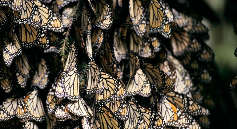 Mariposas en México, uno de los países con mayor diversidad ecoloógica. Foto: Banco Mundial/Curt Carnemark