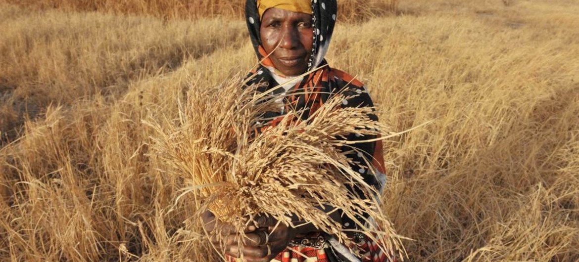تظهر الصورة أعواد جافة من الأرز في مزارع في غامبيا في فترة الجفاف. الصورة: الفاو / سيلاو ديالوDiallo