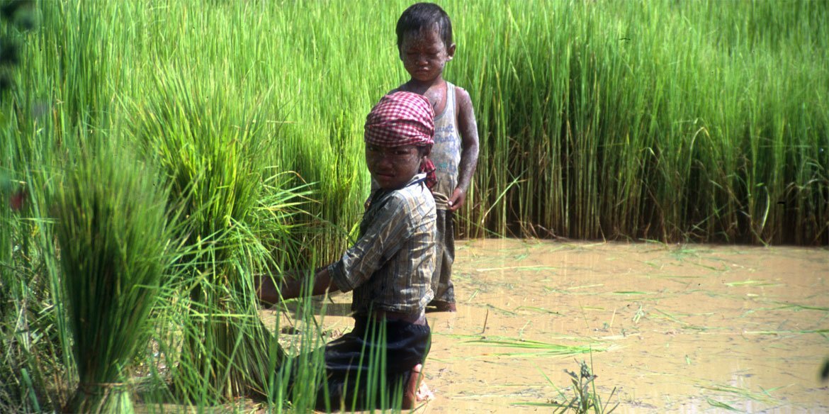 ينبغي معالجة عمالة الأطفال في المزارع الأسرية بطريقة مناسبة وحساسة في سياق يحترم القيم المحلية والظروف الأسرية. من صور الفاو. ج طومسون