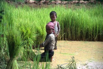 Child labour on family farms should be addressed in an appropriate and context-sensitive way that respects local values and family circumstances. 