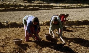 The 2015 earthquakes have disrupted farming activities in Nepal, threatening the livelihoods of rural families.