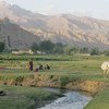 وادي باميان  في أفغانستان. الصورة: منظمة الأغذية والزراعة / جوليو نابوليتانو