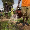 Members of the Cooperative Agriculture Maraicher for Boulbi, water and hoe their vegetable fields in Kieryaghin village, Burkina Faso.