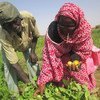 In Mauritania, members of a cooperative harvest vegetables grown with seeds provided by the UN Development Programme.