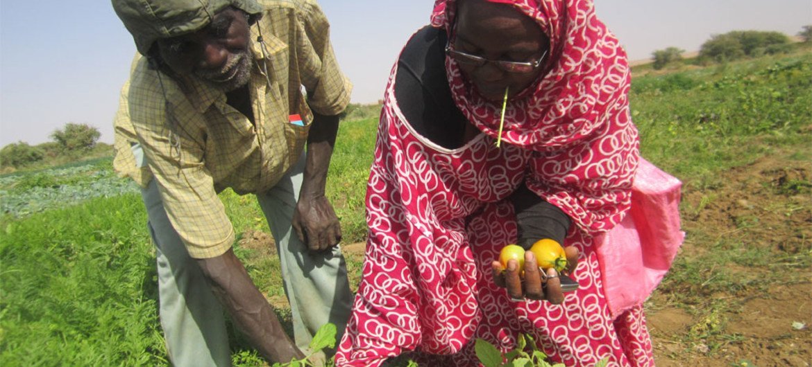 In Mauritania, members of a cooperative harvest vegetables grown with seeds provided by the UN Development Programme.