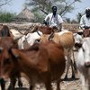 Pastoralists guide their cattle to a water point provided by UNAMID in a camp for internally displaced persons (IDP) in South Darfur.