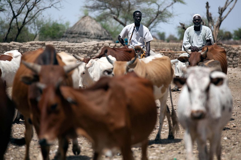 Wafugaji wakiswaga mifugo yao kusaka maji huko Darfur nchini Sudan, 