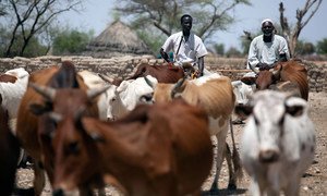 Pastoralists guide their cattle to a water point provided by UNAMID in a camp for internally displaced persons (IDP) in South Darfur.