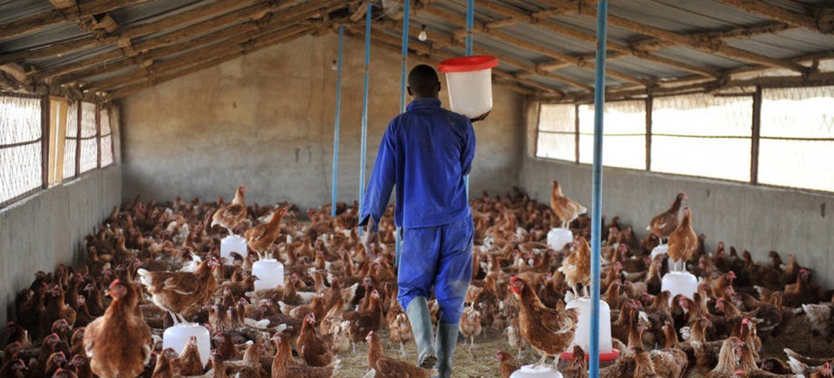 Granja de pollos en Chad, uno de los países en riesgo tras el reciente brote de gripe aviar en Nigeria. Foto:  FAO/Sia Kambou