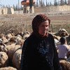 Сектор животноводства в Сирии серьезно  пострадал  в результате  конфликта. Фото ФАО