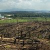 Сожженный лес,  на месте которого будет плантация масличных пальм. Фото: ГРИД-Арендал/Питер Прокок