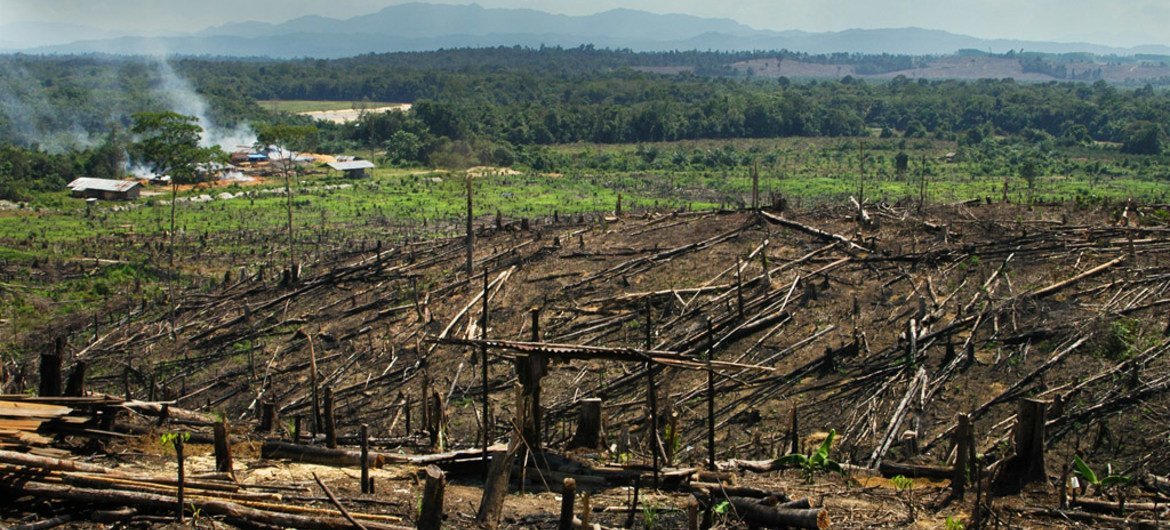 为了扩大棕榈树种植园的面积，印度尼西亚婆罗洲与苏门答腊岛上的雨林遭到大面积焚毁，使得珍稀动物红毛猩猩的生存面临极大威胁。