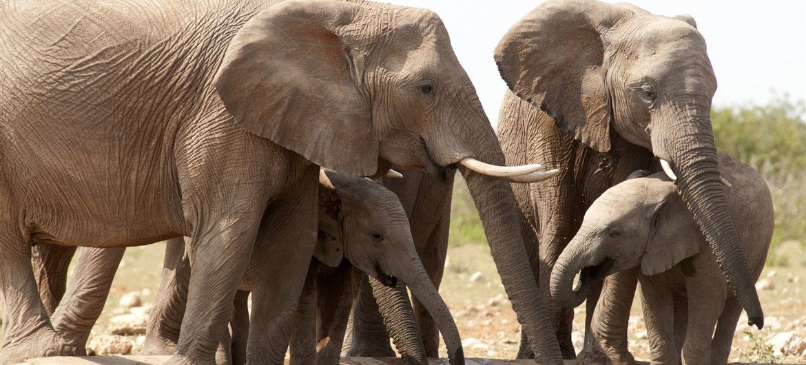 African elephants are listed as vulnerable by the International Union for Conservation of Nature (IUCN), as the animals are poached for their ivory tusks.