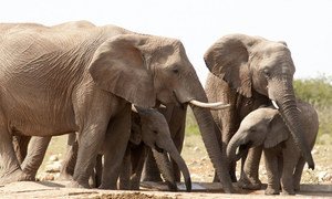 African elephants are listed as vulnerable by the International Union for Conservation of Nature (IUCN), as the animals are poached for their ivory tusks.