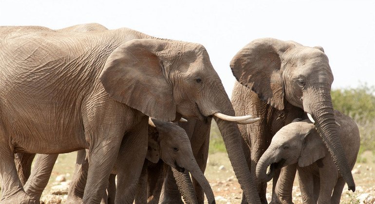 Африканский слон находится на грани вымирания. 