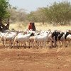 Девочка пасет коз в Сомали. Фото ФАО/Симон Майна