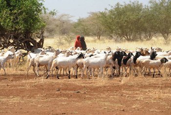 Unas niñas pastorean un rebaño de cabras en Somalia, donde la sequía en algunas zonas ha contribuido a una grave escasez de agua e incluso muertes del ganado. 