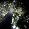 شجرة  قديمة في غابات جمهورية الكونغو الديمقراطية. المصدر: الفاو / جوليو نابوليتانو