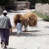 An Afghan farmer and his son bring in the wheat from their harvest.