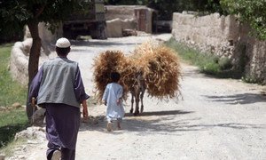 Un agriculteur afghan et son fils avec leur récolte de blé. Photo FAO/Giuilio Napolitano