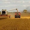 Un champ de céréales. Les prix du blé ont principalement augmenté en raison des inquiétudes liées aux conditions climatiques, selon la FAO.