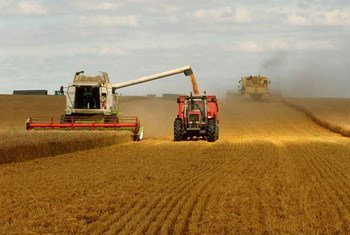 Россия и Украина обеспечивают треть мировых потребностей в пшенице. 