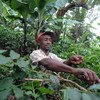 La gestion durable des forêts peut jouer un rôle dans l'éradication de la faim et lutter contre le changement climatique. Photo FAO/Simon Maina