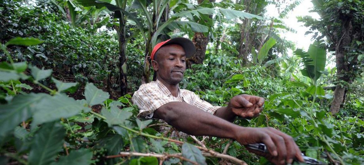 森林的可持续发展  粮农组织/Simon Maina