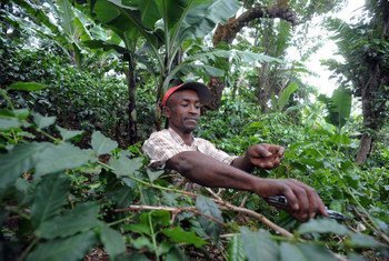 La gestion durable des forêts peut jouer un rôle dans l'éradication de la faim et lutter contre le changement climatique. Photo FAO/Simon Maina