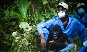 A helper/veterinarian, part of the Dian Fossey Gorilla Fund, minding an orphaned gorilla.