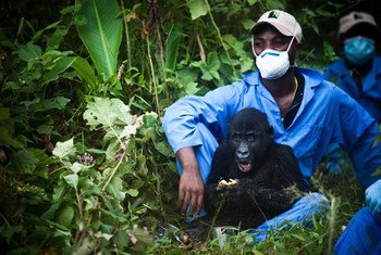 A helper/veterinarian, part of the Dian Fossey Gorilla Fund, minding an orphaned gorilla.