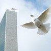 अन्तरराष्ट्रीय शान्ति दिवस के मौक़े पर यूएन मुख्यालय इमारत में आयोजित समारोहों के दौरान कबूतरों की उड़ान