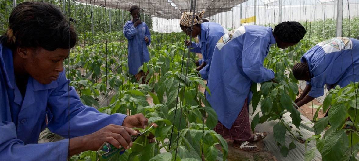 À Katibougou, à la périphérie de Bamako, la capitale du Mali, des employés coupent soigneusement les plantes dans une serre où poussent des pastèques, des poivrons, des tomates et d’autres légumes. 