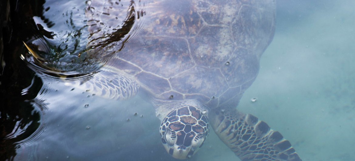 La tortuga carey está entre las especies amenazadas por el exceso de plástico en los océanos.
