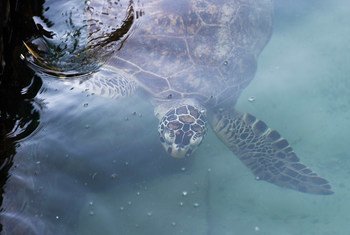 La tortuga carey está entre las especies amenazadas por el exceso de plástico en los océanos.