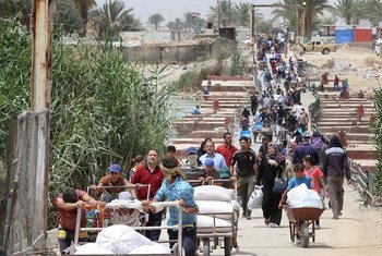 Families fleeing violence in Ramadi, Anbar province, walk across Bzebiz Bridge into Baghdad province in Iraq.