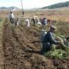 Agricultores de Mongolia cultivan zanahorias como parte de un evento de cooperación sur-sur con China. 