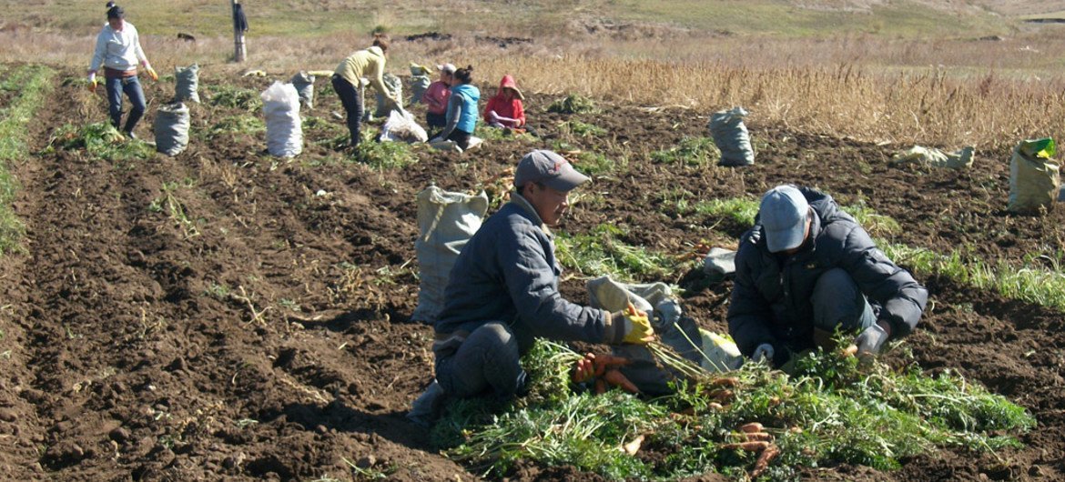 Mongolian farmers harvest carrots as part of an FAO South-South Cooperation Programme between China and Mongolia.