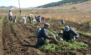 Mongolian farmers harvest carrots as part of an FAO South-South Cooperation Programme between China and Mongolia.